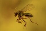 Fossil Flies (Diptera) In Baltic Amber #109416-2